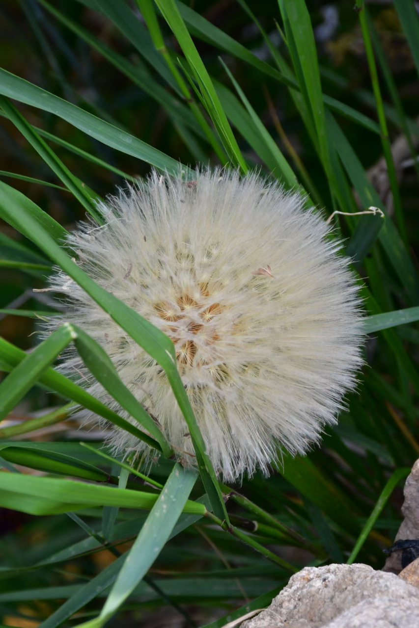 你们管这个毛球叫啥,超大蒲公英吗?