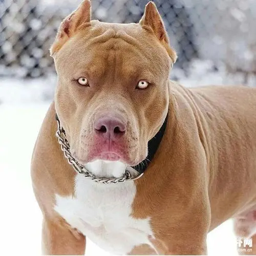 世界猛犬简介 藏獒:中国青藏高原的古老犬种,忠于主人,体格强健,敢于