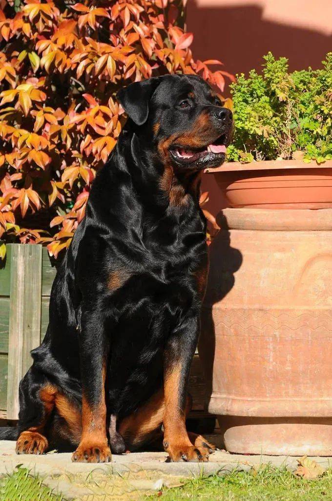 世界猛犬简介 藏獒:中国青藏高原的古老犬种,忠于主人,体格强健,敢于