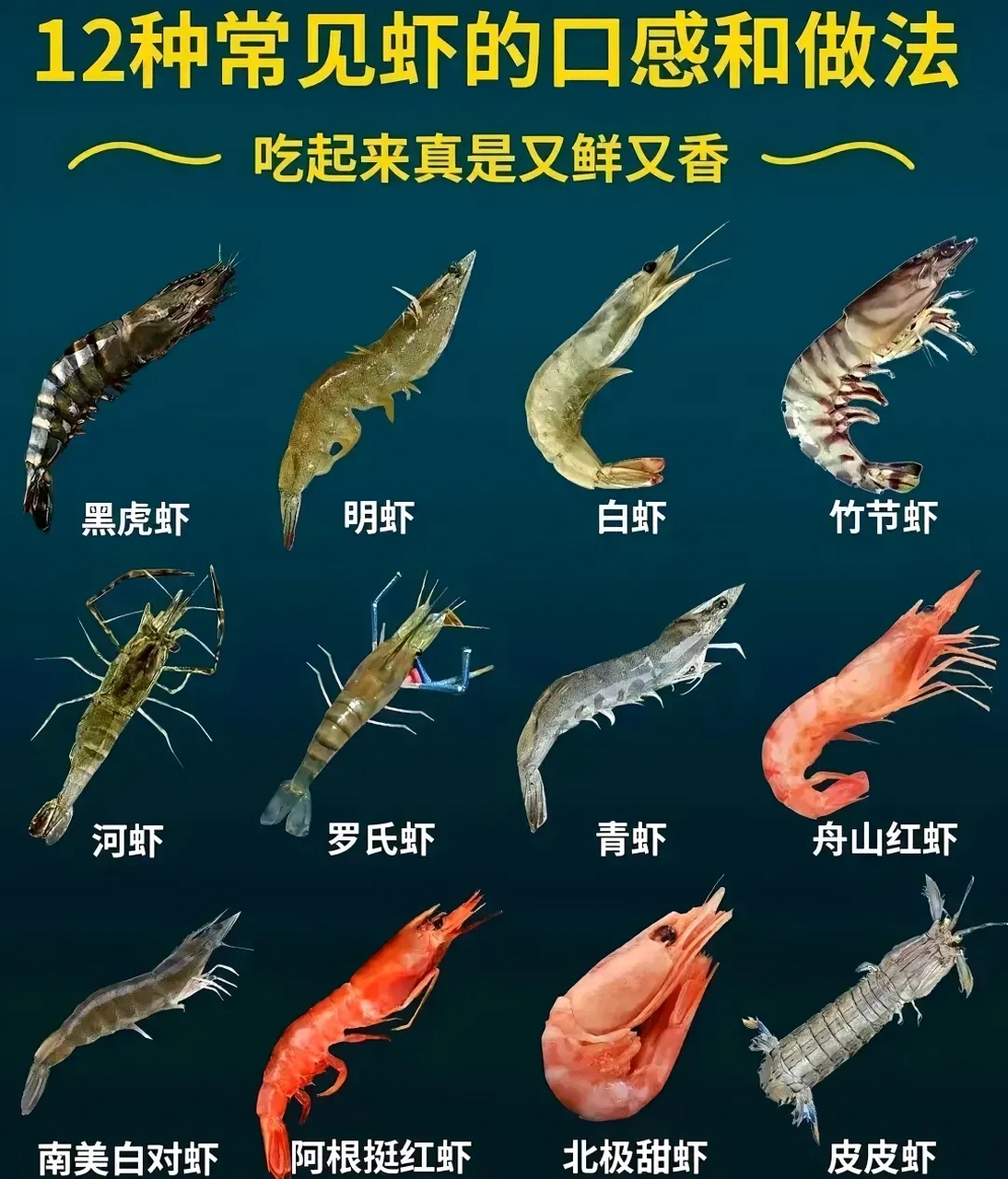 观赏虾种类大全图解图片