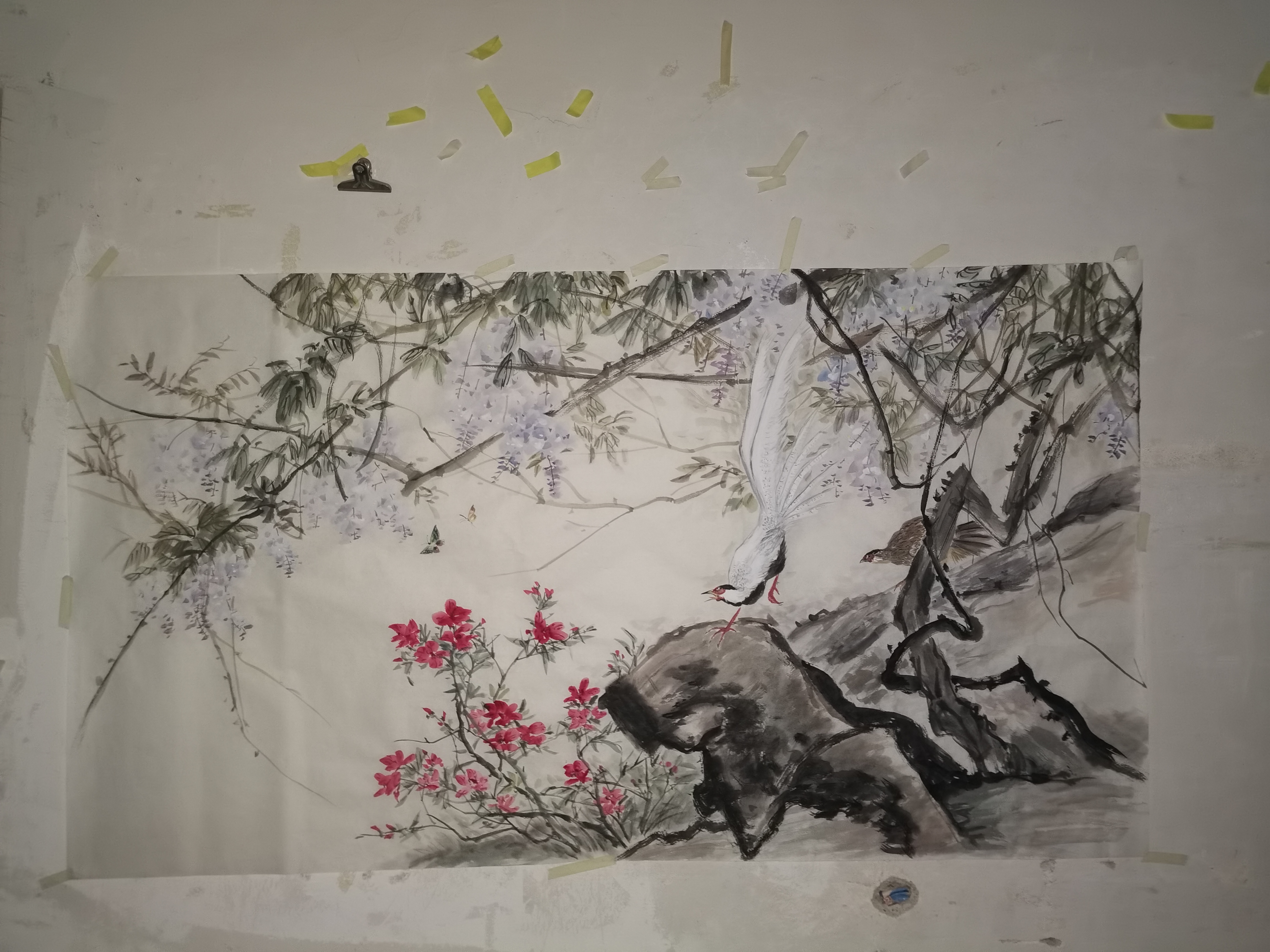 临摹王雪涛作品紫藤白鹇,小六尺纸,白鹇国家二级保护动物,和红腹锦鸡