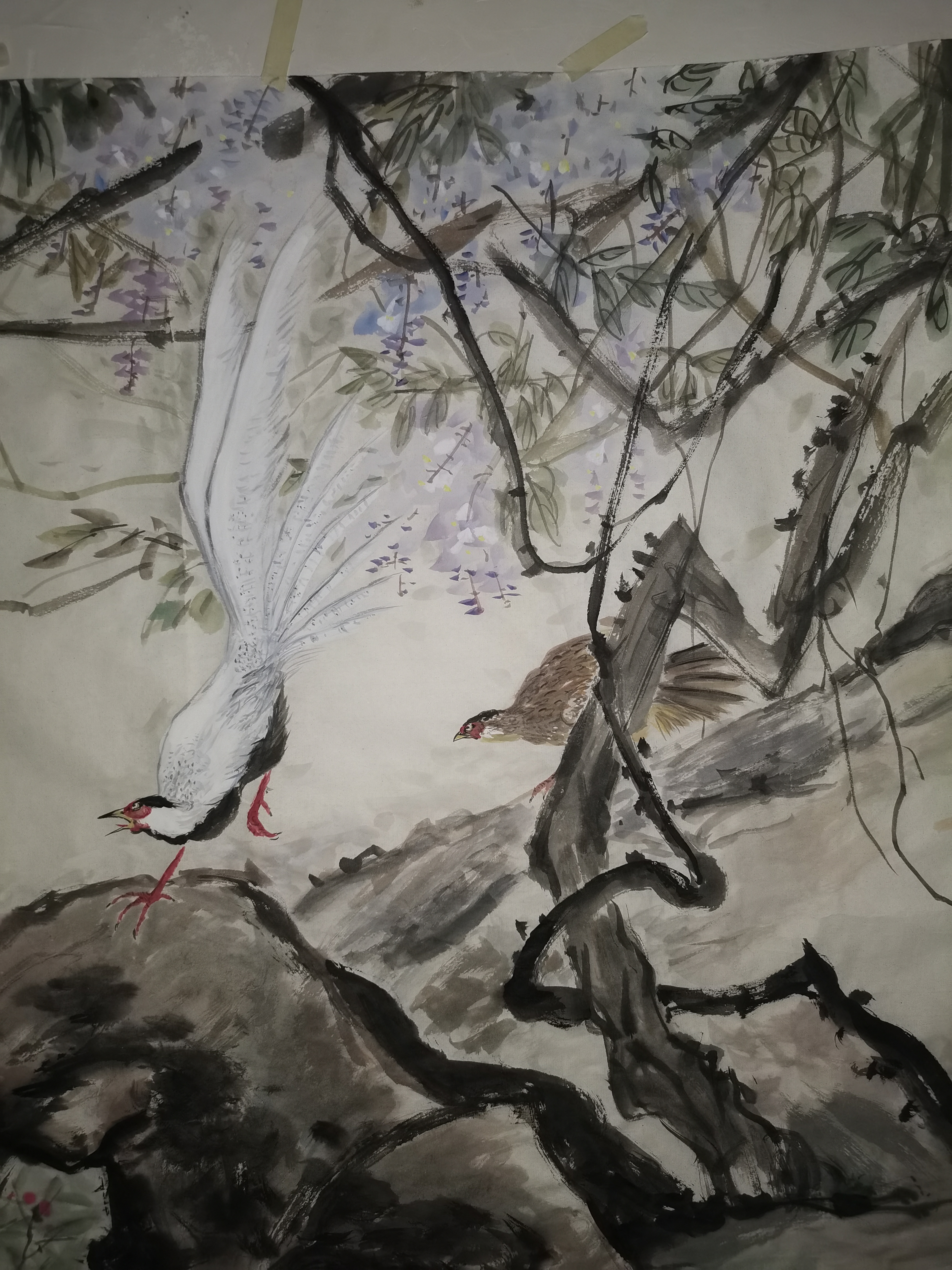 临摹王雪涛作品紫藤白鹇,小六尺纸,白鹇国家二级保护动物,和红腹锦鸡