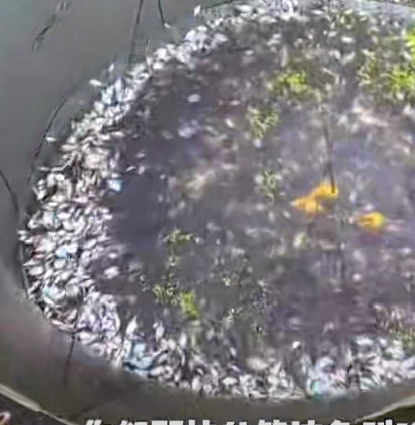 北方的朋友在湖里捞出来的一堆小鱼,是常见的淡水鱼.