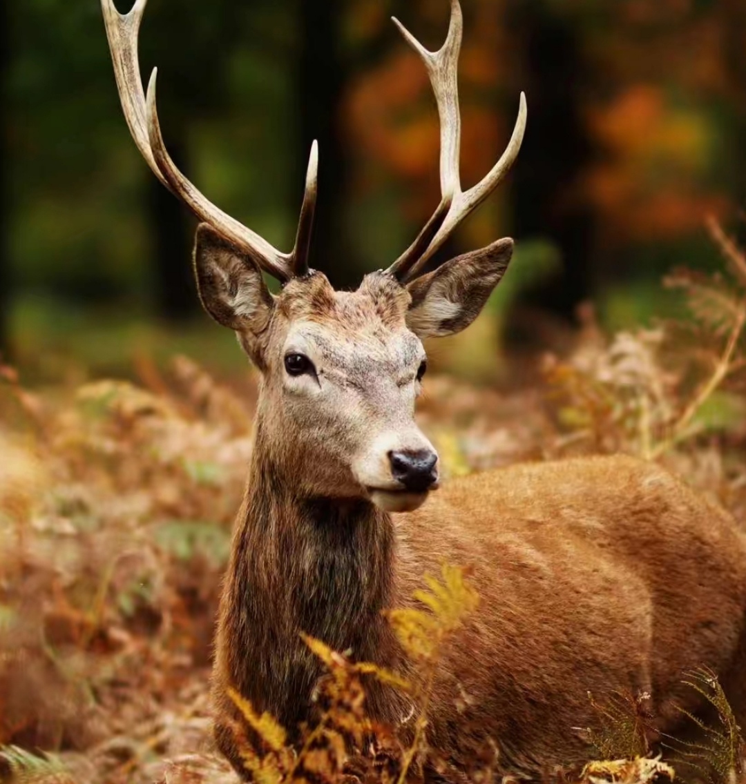 森林里的温柔, 秋天的午后,一只美丽的鹿静静地坐着.