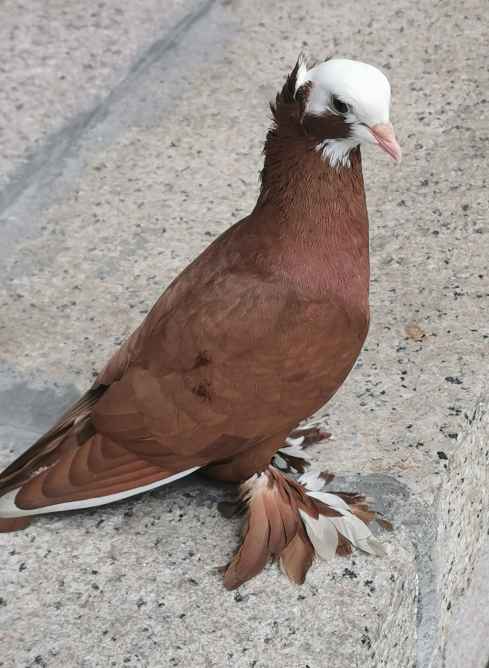 这只鸟类站在石阶上,羽毛棕白相间,显得格外优雅. 既像鸽子又像鸡.