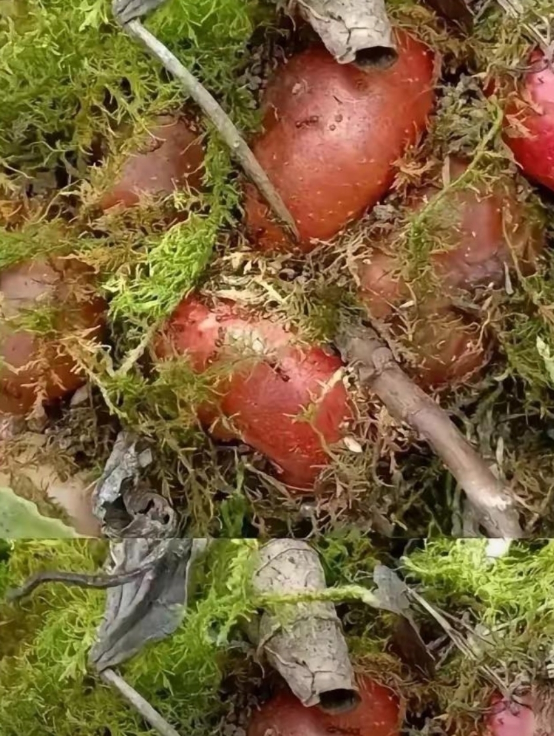 类似红萝卜的果子长在草地上.仔细观察,确定它们不是红萝卜.