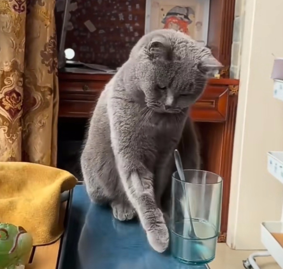 猫儿好奇地盯着杯子碎片,又发现桌子上还有一瓶化妆品,又用爪子碰了碰