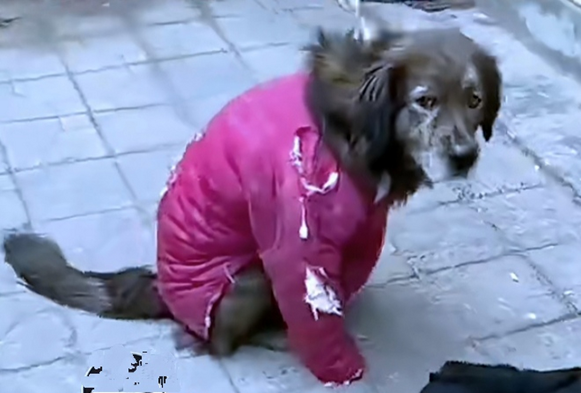 某年冬天,农村大妈给狗子穿上破棉袄,狗子本来是不在乎自己的穿着的