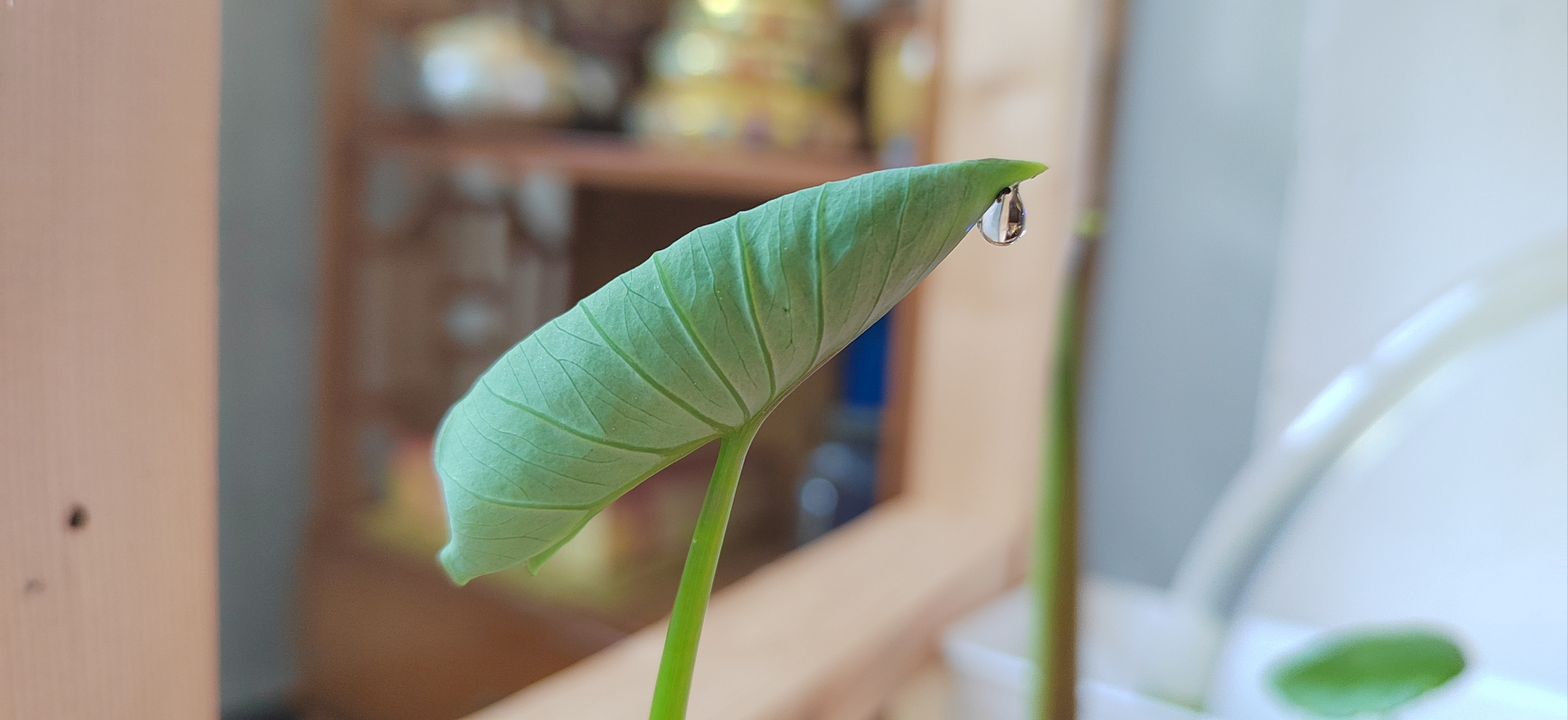 定业难改,大多数人是不信这个事的,总是要去争一争,小到一粒米,一颗糖