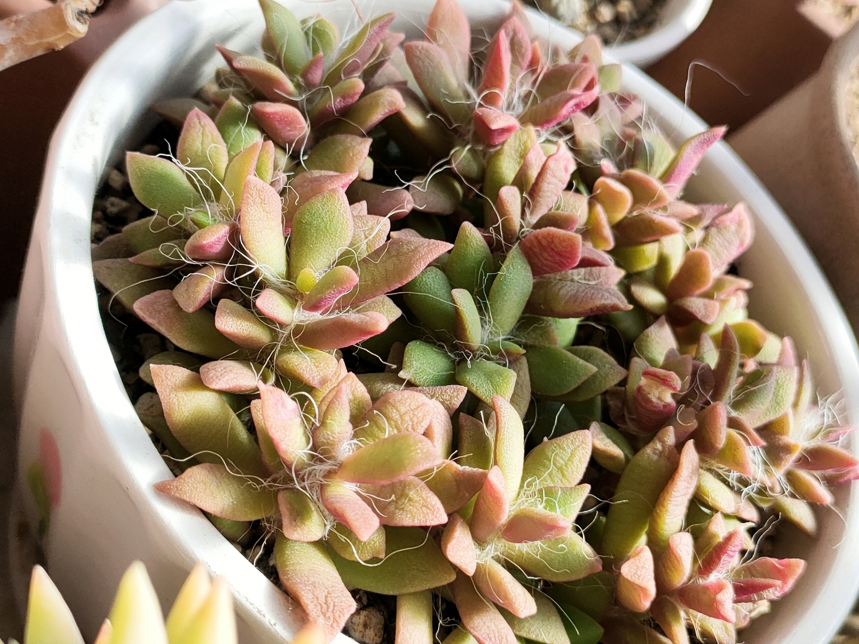 吹雪之松锦,也是一直都喜欢的,不过我是室内阳台,它的美仅限于此了,小