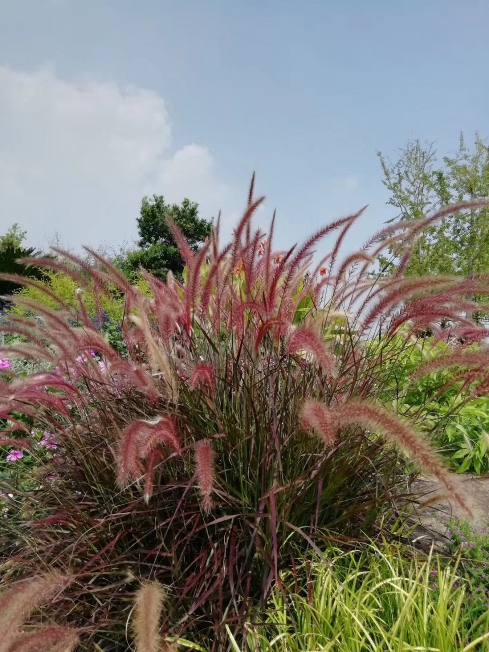 每天认识一种植物# 紫叶狼尾草,多年生草本植物,冬休眠,新晋网红观赏