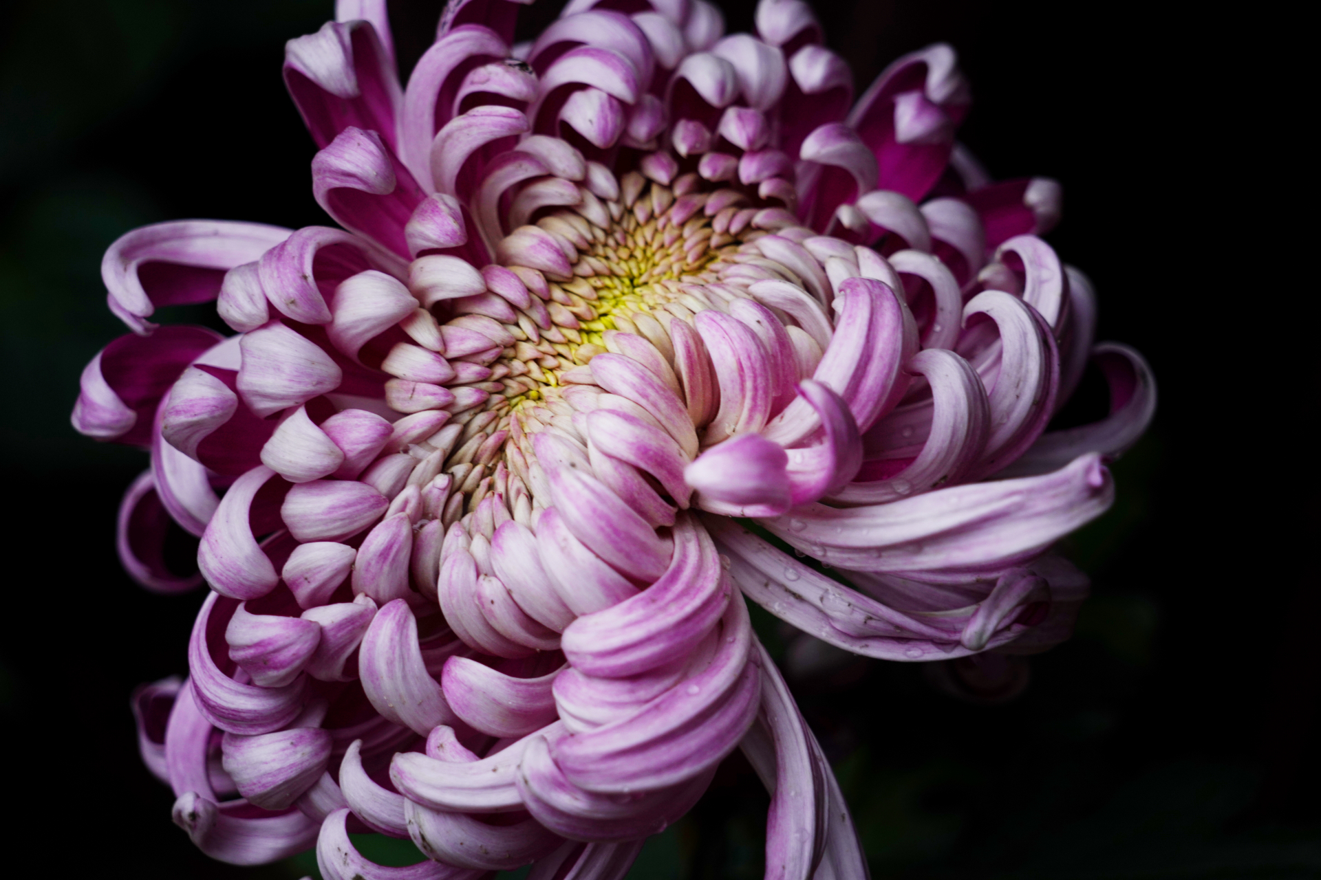 勾心菊花