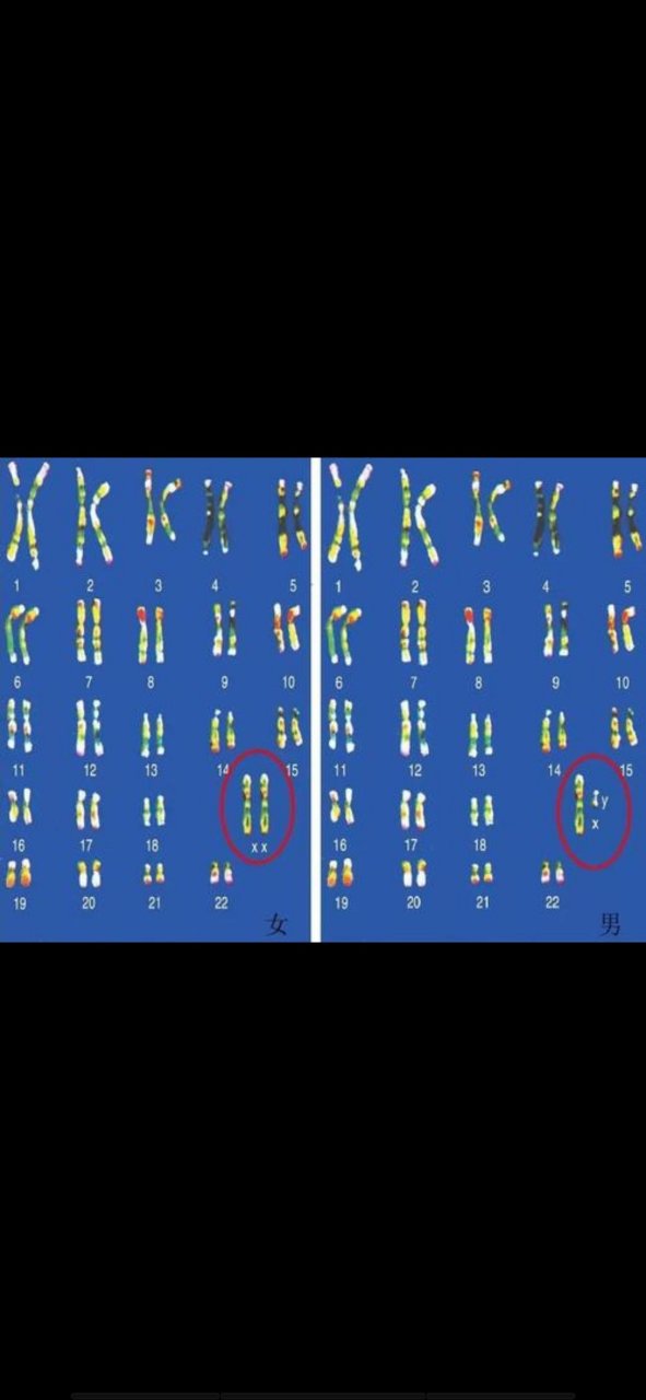 转胎丸,应该很多人听说过,但是不建议在任何情况下服用,因为生男生女