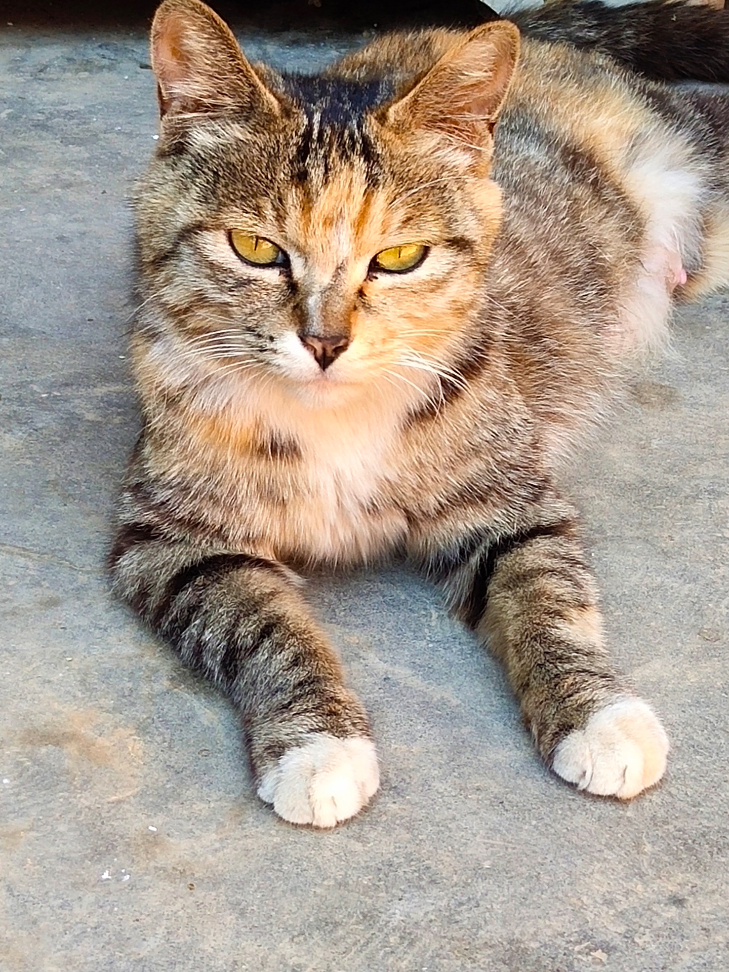 猫夜视能力强是因为它的瞳孔调节能力超强,在暗处它的瞳孔几乎全开,在