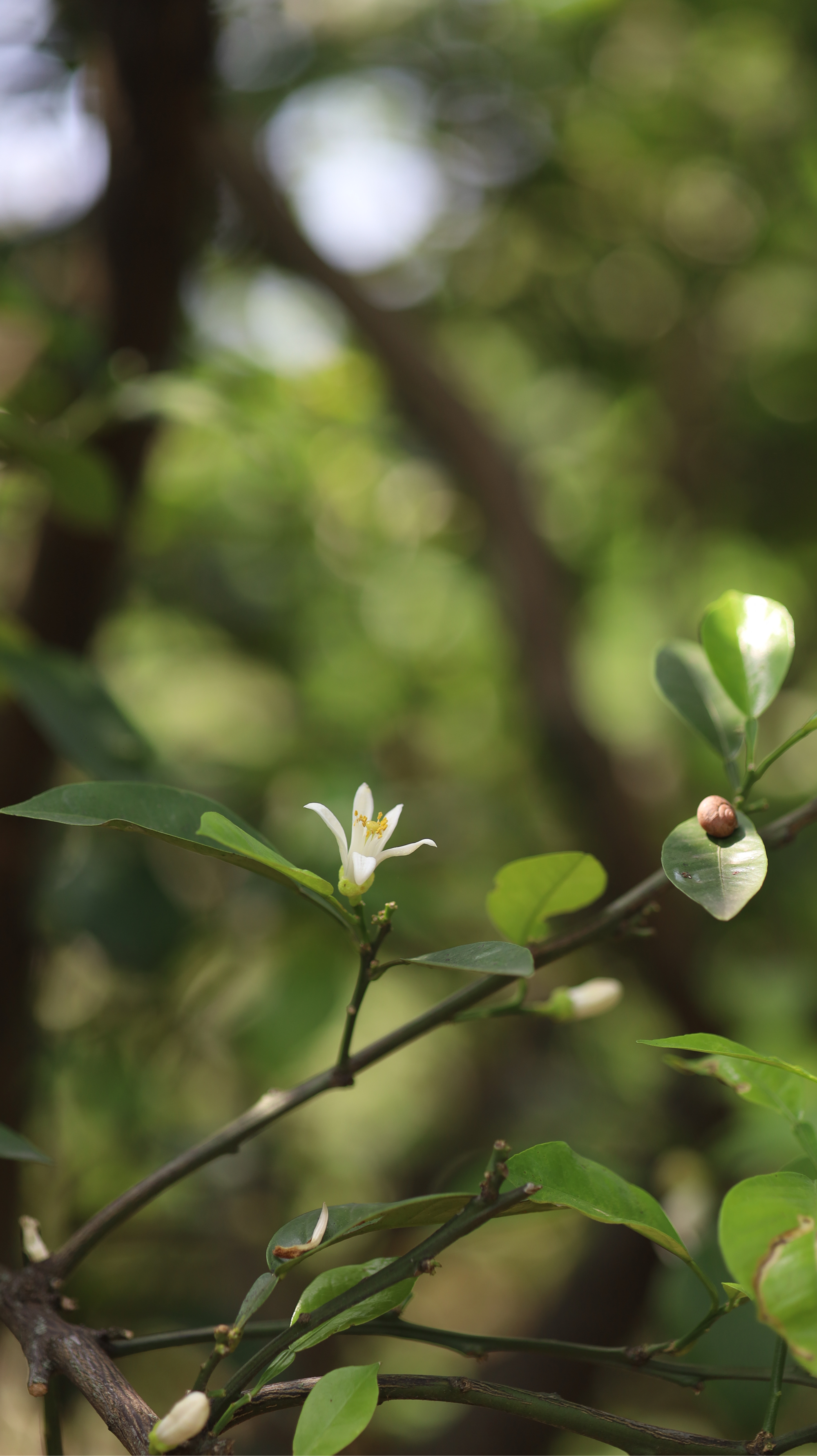 玳玳花果实图片