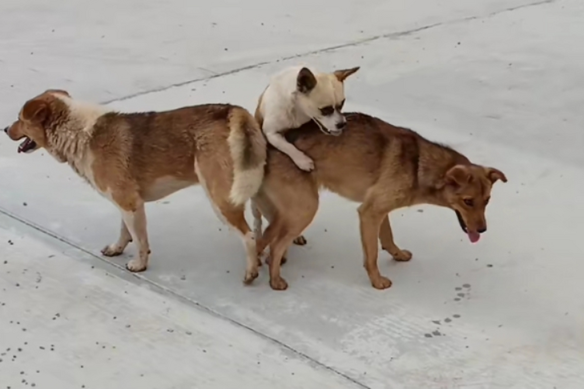 拔不出来,有些人不免有些好奇,不禁沉思,狗狗这个行为是怎么回事?