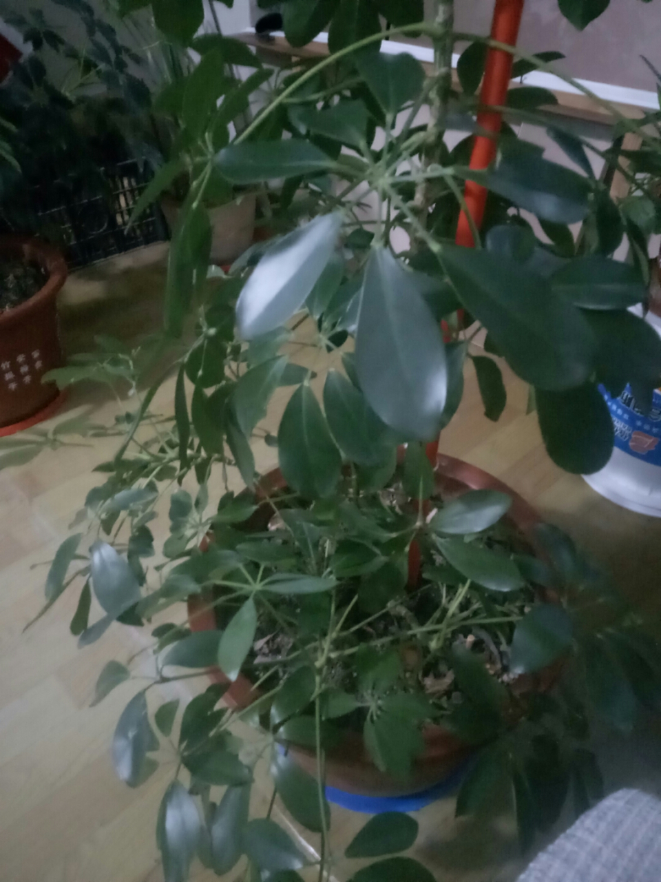 八叶发财树,耐寒耐干,置换屋内空气, #家居绿植