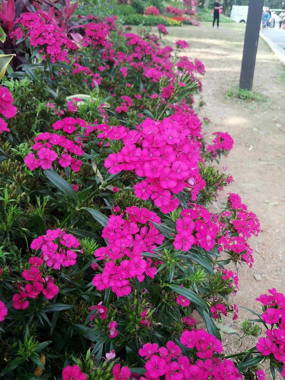 每天认识一种植物# 霹雳石竹,石竹花的一种,耐热性强.又名绿球石 .