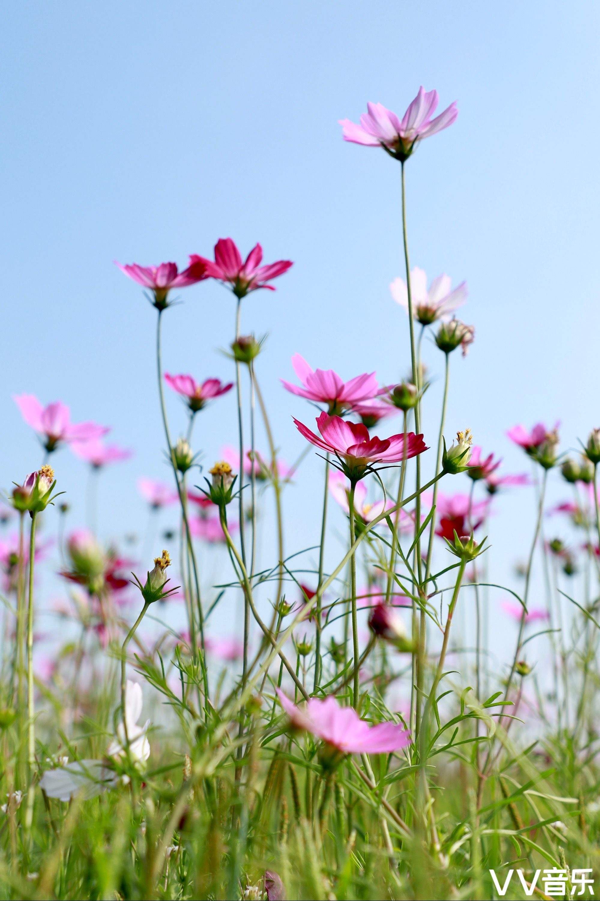 这种花并不起眼