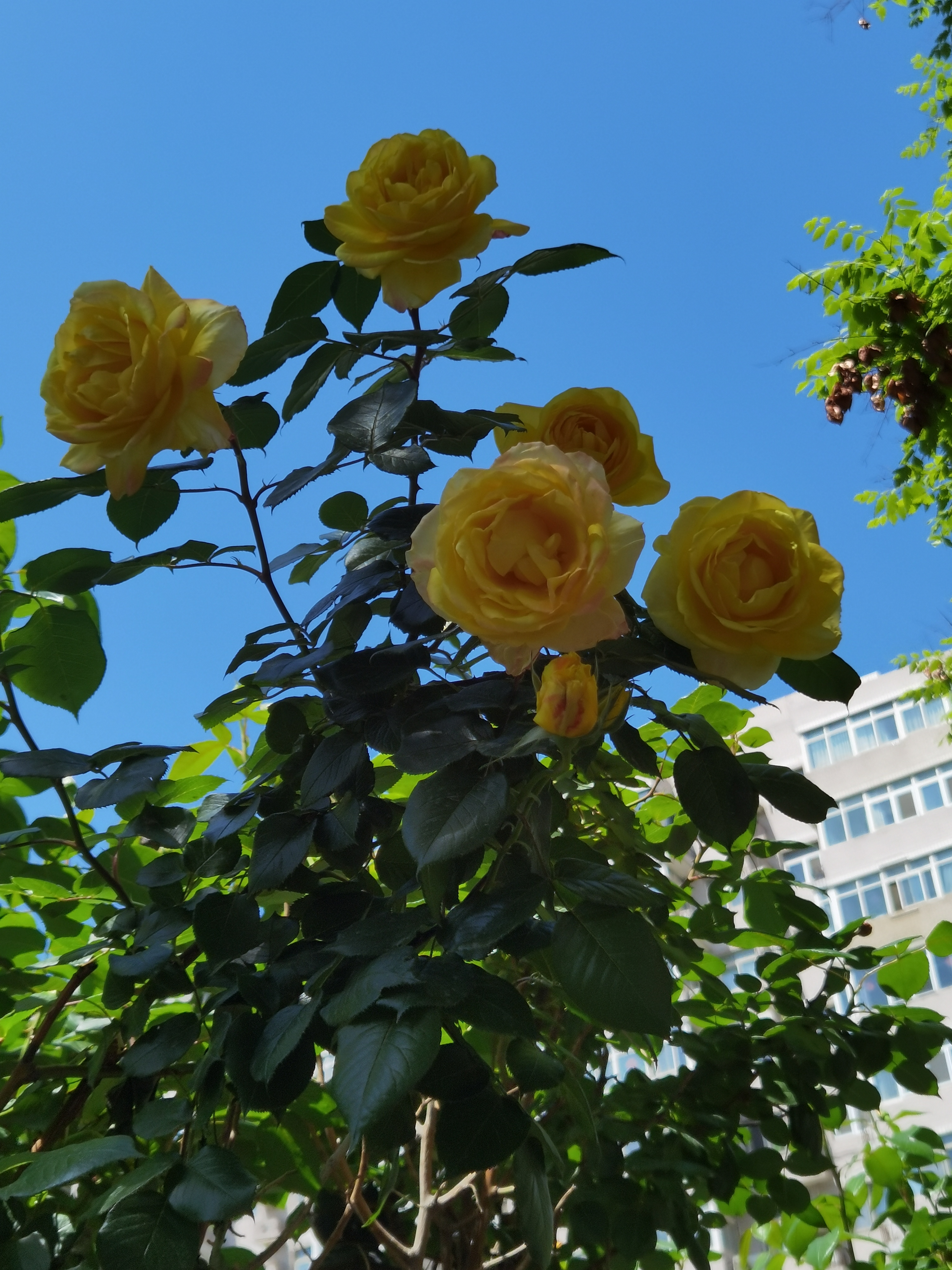 焦点,它的花瓣层层叠叠,色彩从深邃到浅淡渐变,宛如爱情的细腻与浓烈