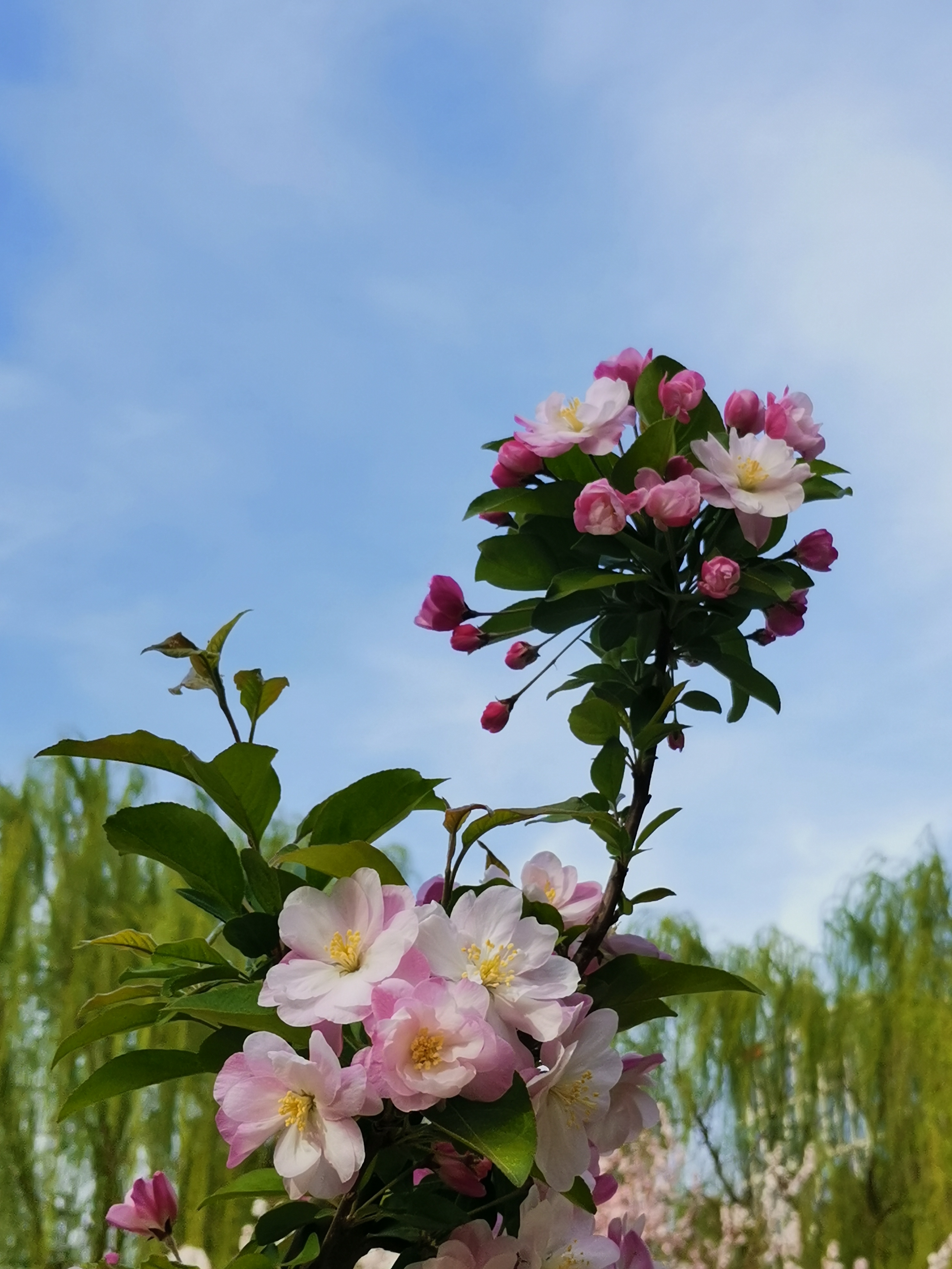 紫玉海棠开花图片图片