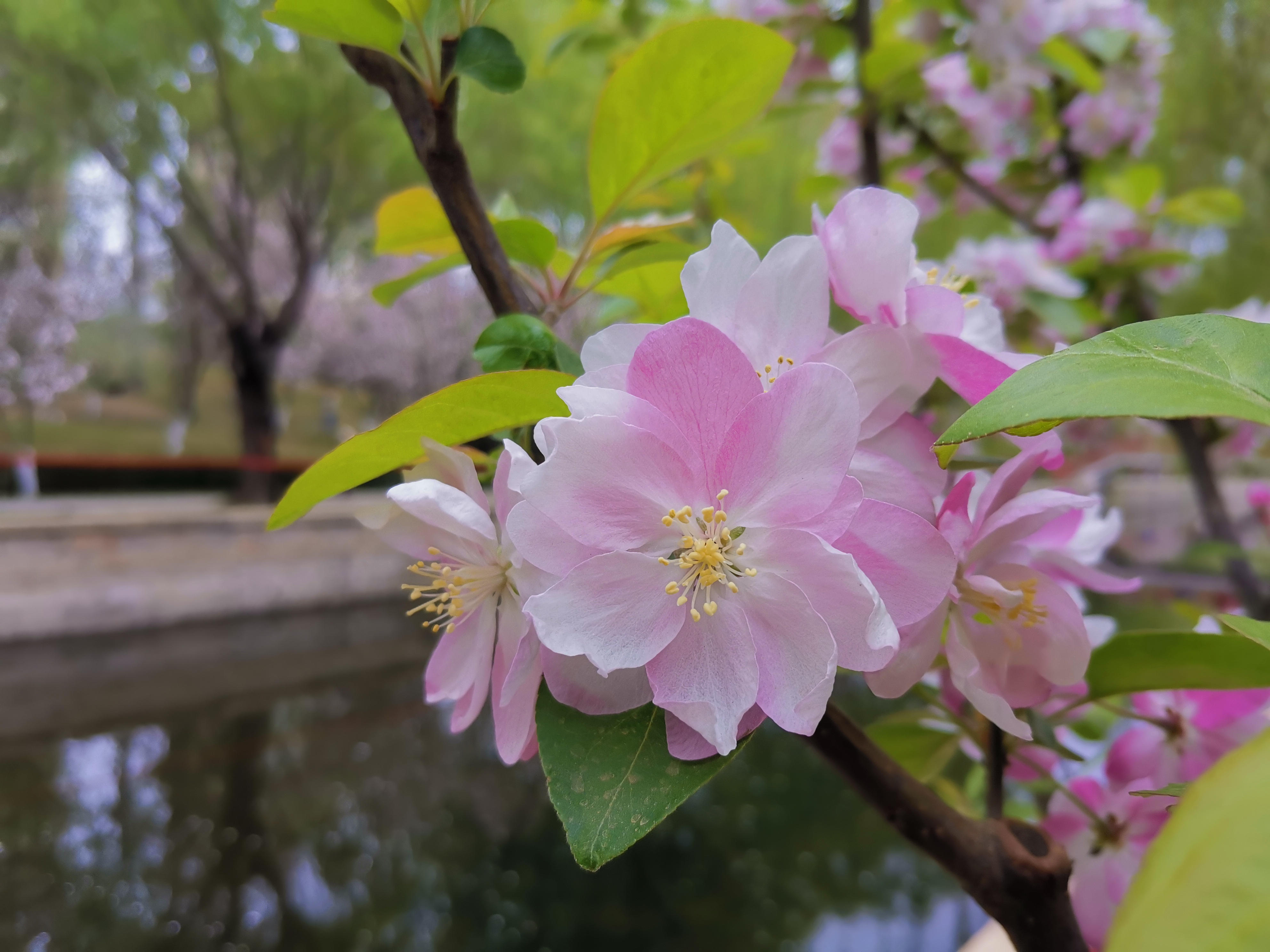 紫玉海棠图片