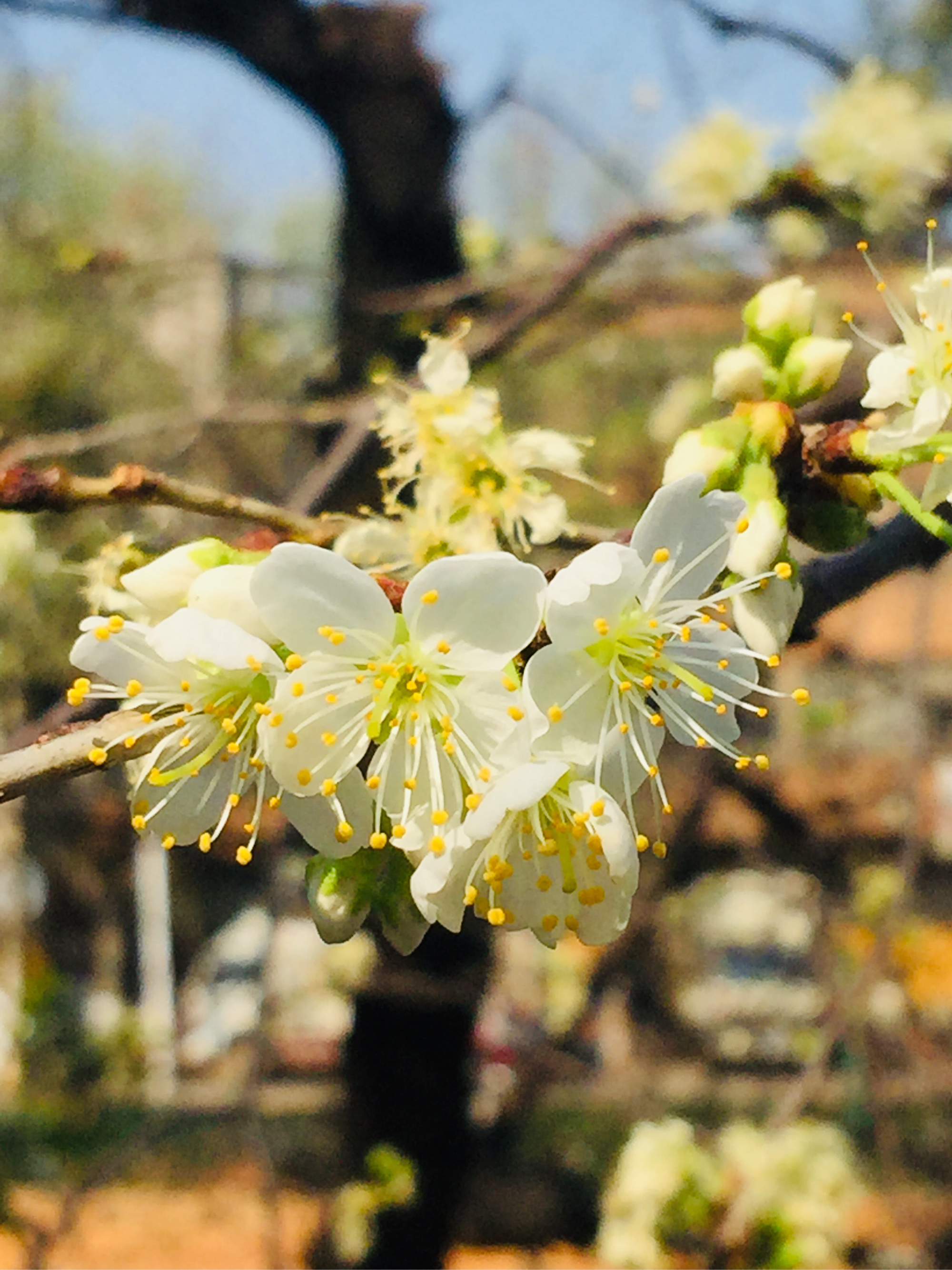 三花聚顶掌图片