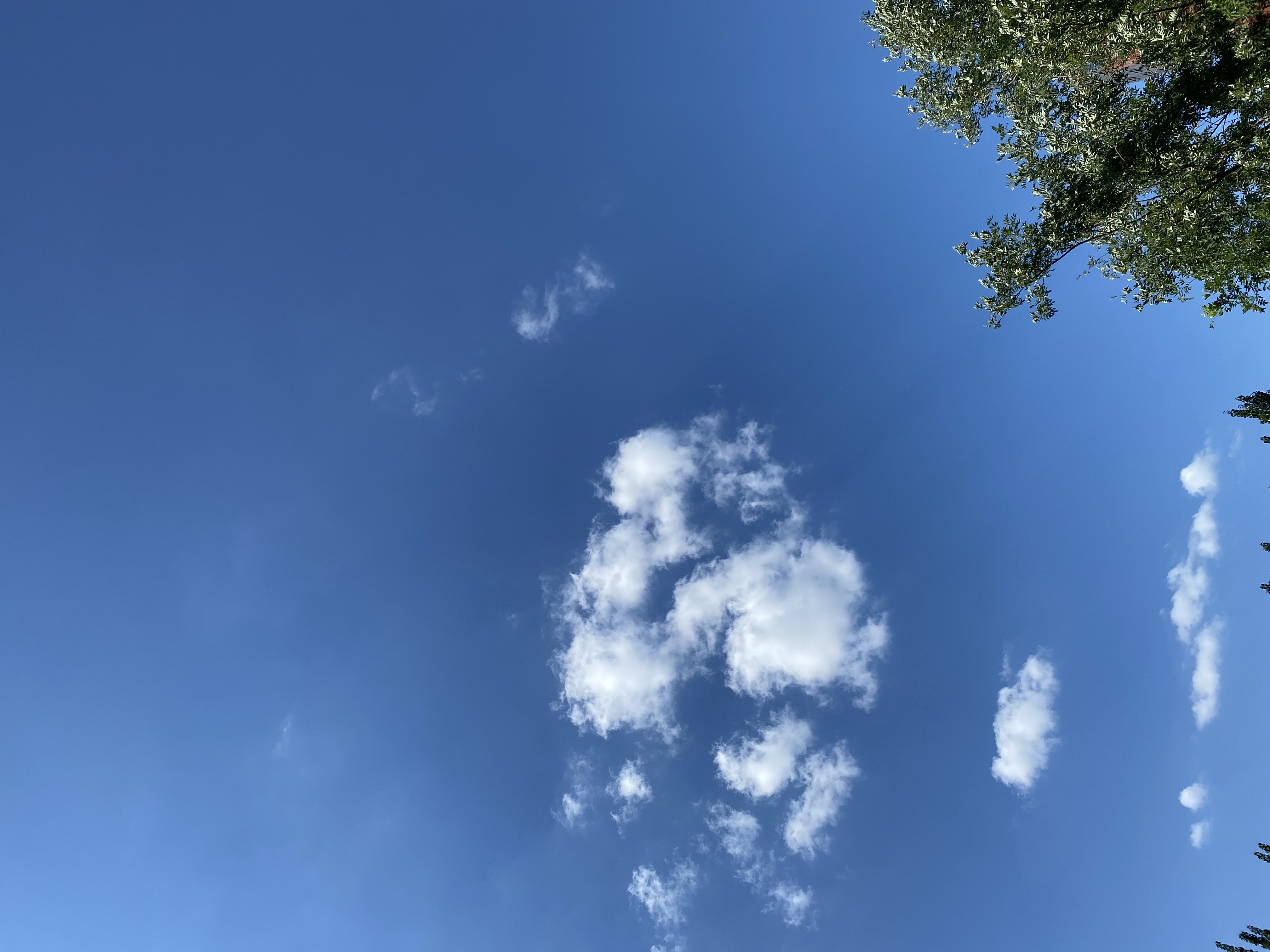 天空如画布,白云自由漫步,阳光与树叶共舞,洒落一地金黄.