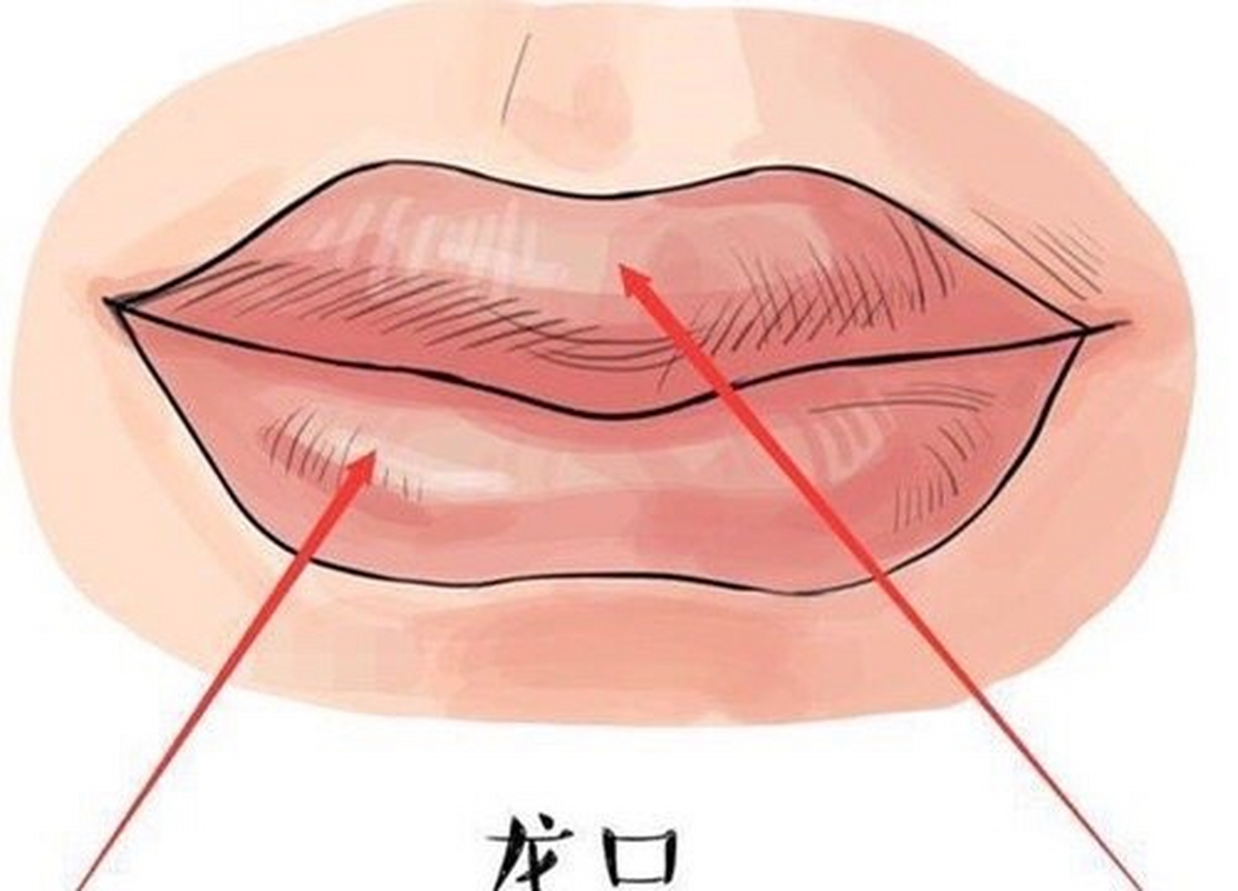 1,樱桃口   有樱桃口这种嘴型的人,无论男女,都是头脑聪慧