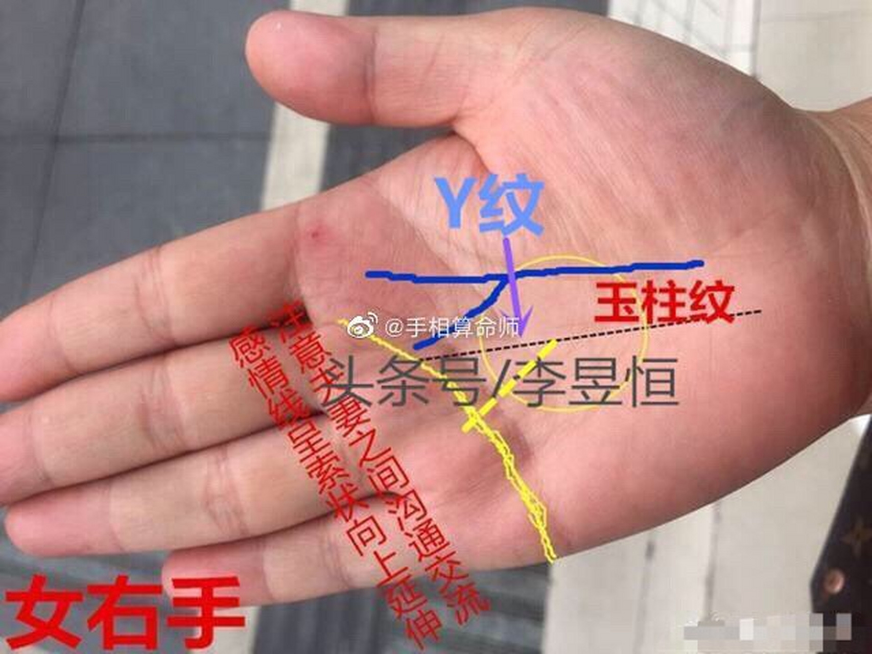 y纹种类大全图片