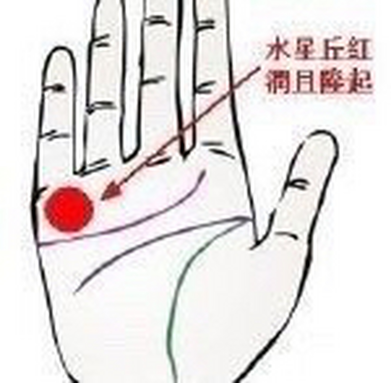 水星丘生得红润且向上隆起的人,不仅在商业方面拥有绝佳的才能,而且