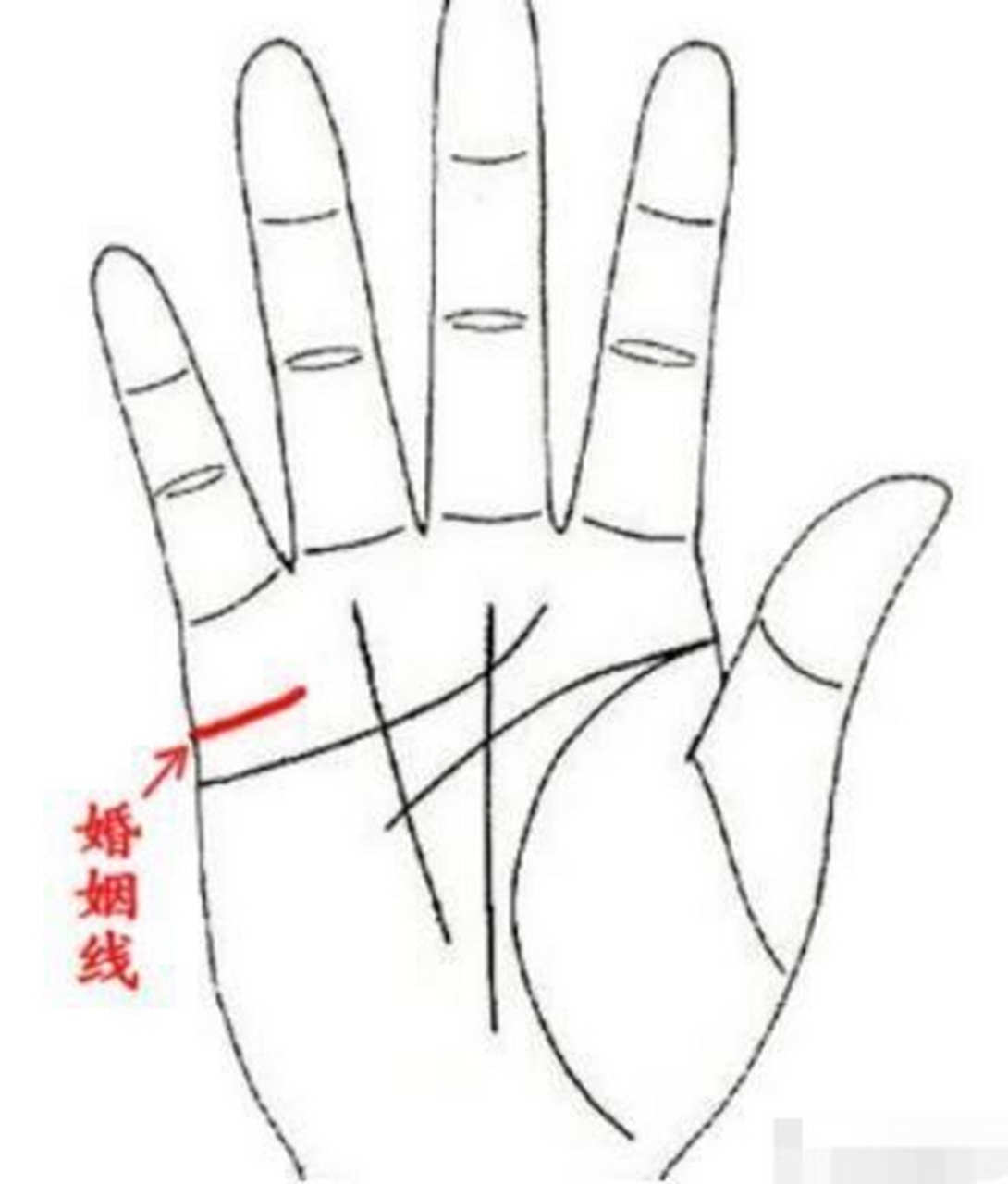 揭开手掌的秘密:教你看手相婚姻线  浓情和薄情的婚姻线 一般长长的