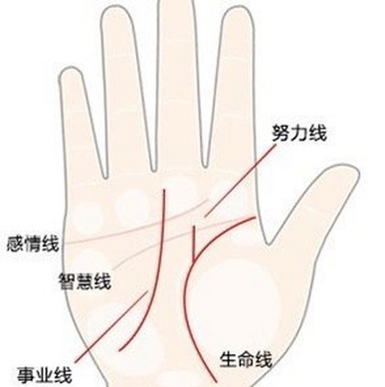 第四种,人生起点高的手相 手相中事业线的起点始于月丘中心,然后穿