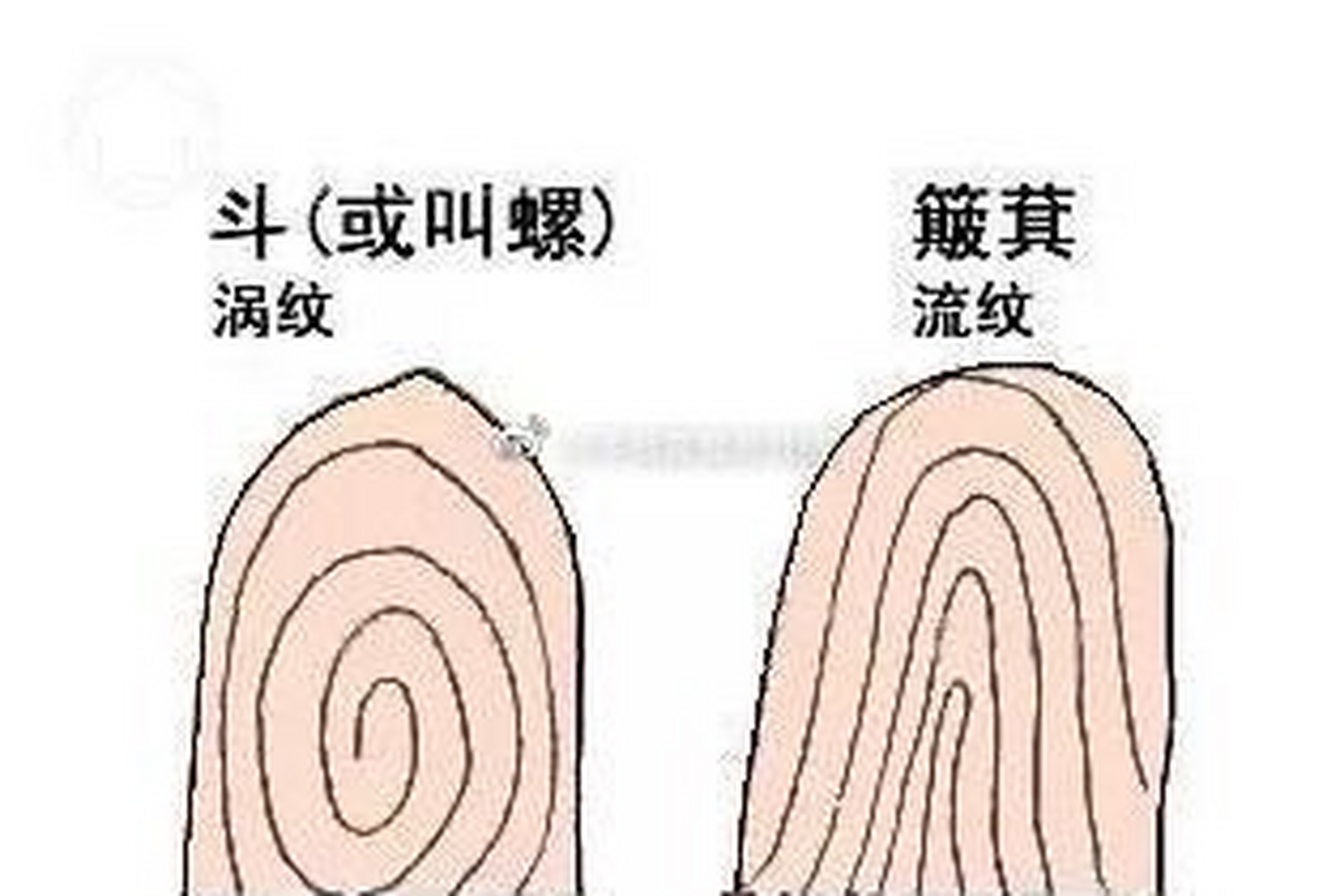 手指螺纹算命几个螺纹好命?