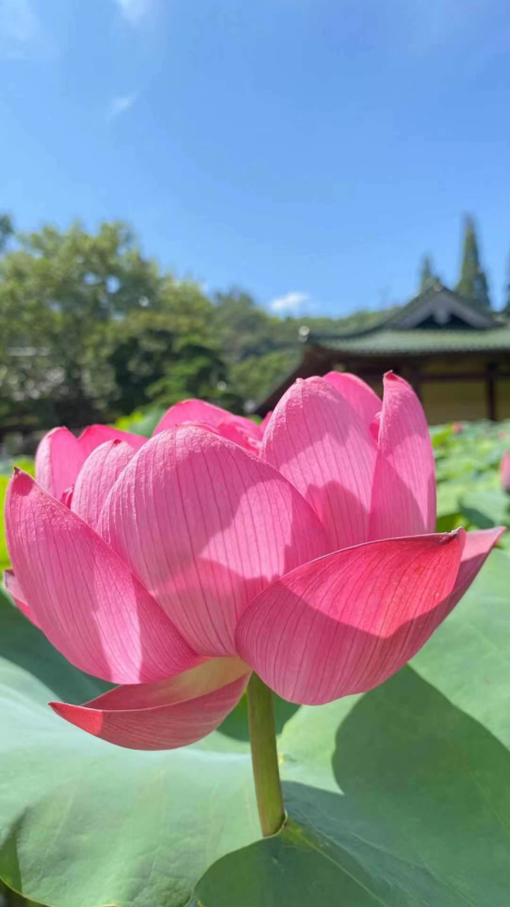 敬礼  莲花佛! 普愿大众身在尘世,心如莲花净而不染!