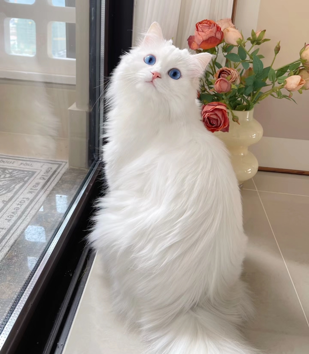 窗外风景如画,室内花香四溢,我家小白猫的蓝眼睛,真是我的百度记忆里