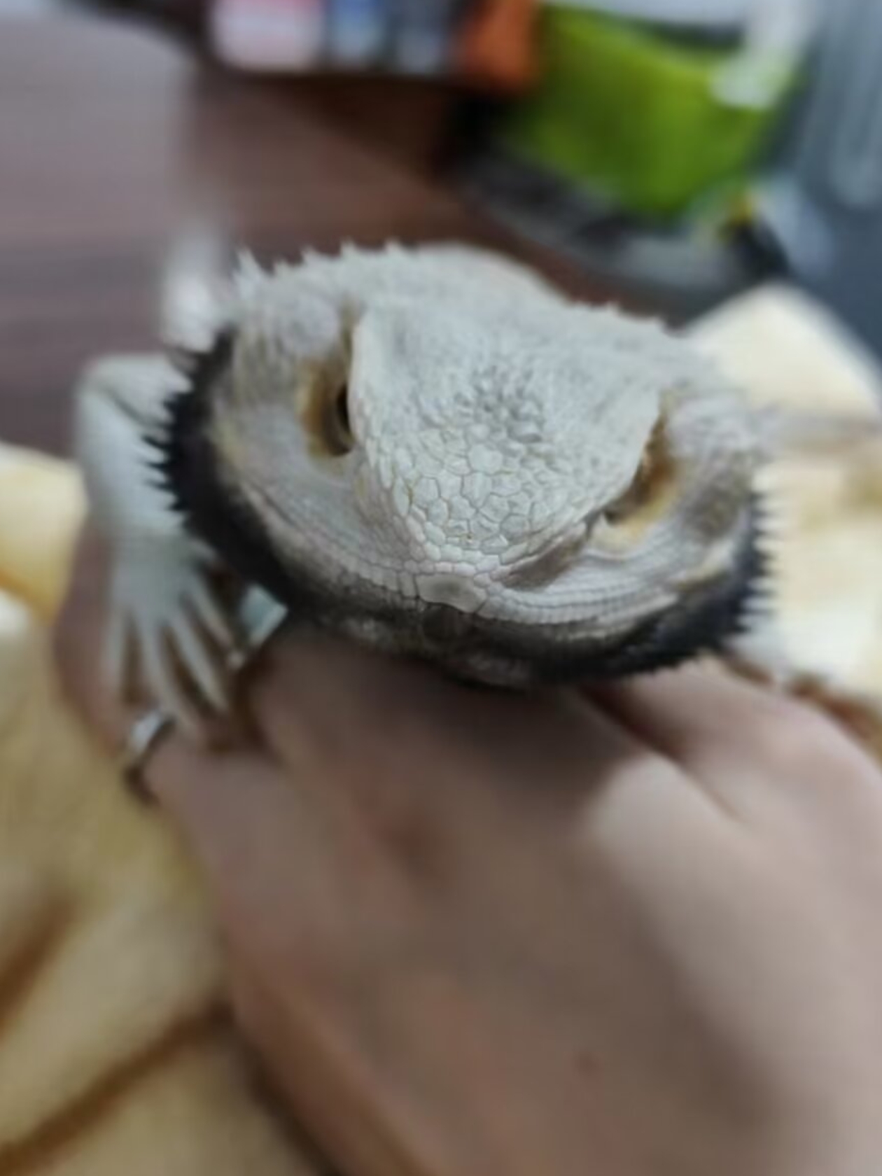 家里养了只松狮蜥蜴,养了两年多了,这一阵子绝食了,昨天挂了,孩子给做