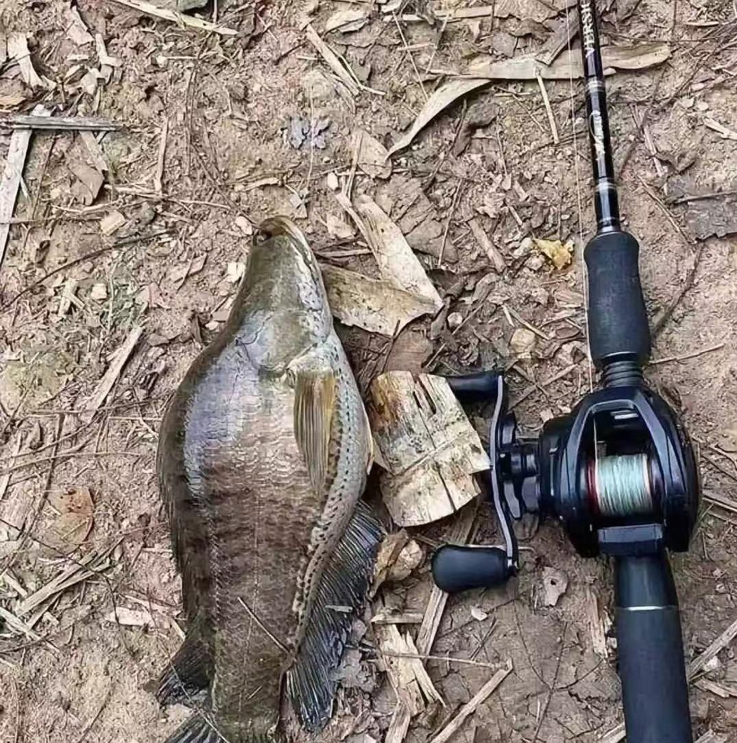 朋友去钓鱼,给我发来两张照片,我问老公,这是什么鱼,怎么那么大的脊背