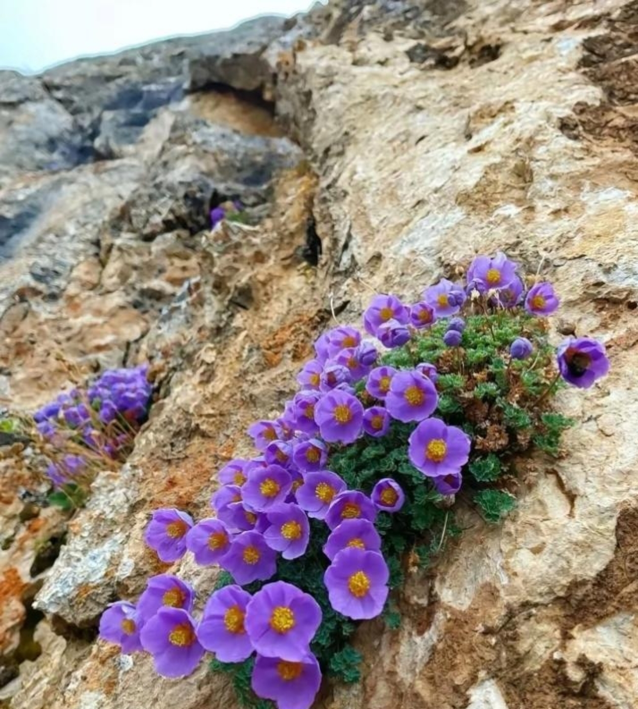 牵牛花,颜色非常鲜艳,在悬崖峭壁的缝隙之中都能开出这么艳丽的花来