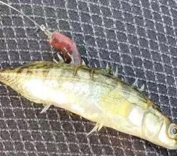 跟同事去池塘钓鱼,费劲巴力的一上午就钓到一条这种鱼来,脊背上的刺