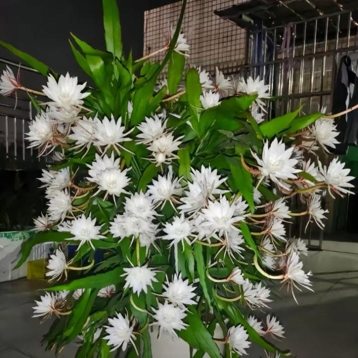 这是我养了好几年的花,我特别特的喜欢这个花,每到开花的时节,我就