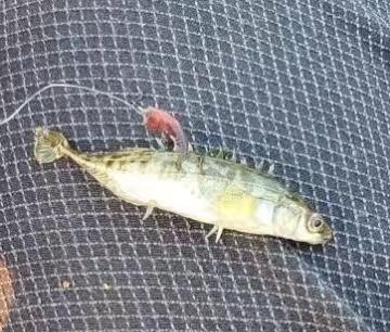 跟同事去池塘钓鱼,费劲巴力的一上午就钓到一条这种鱼来,脊背上的刺