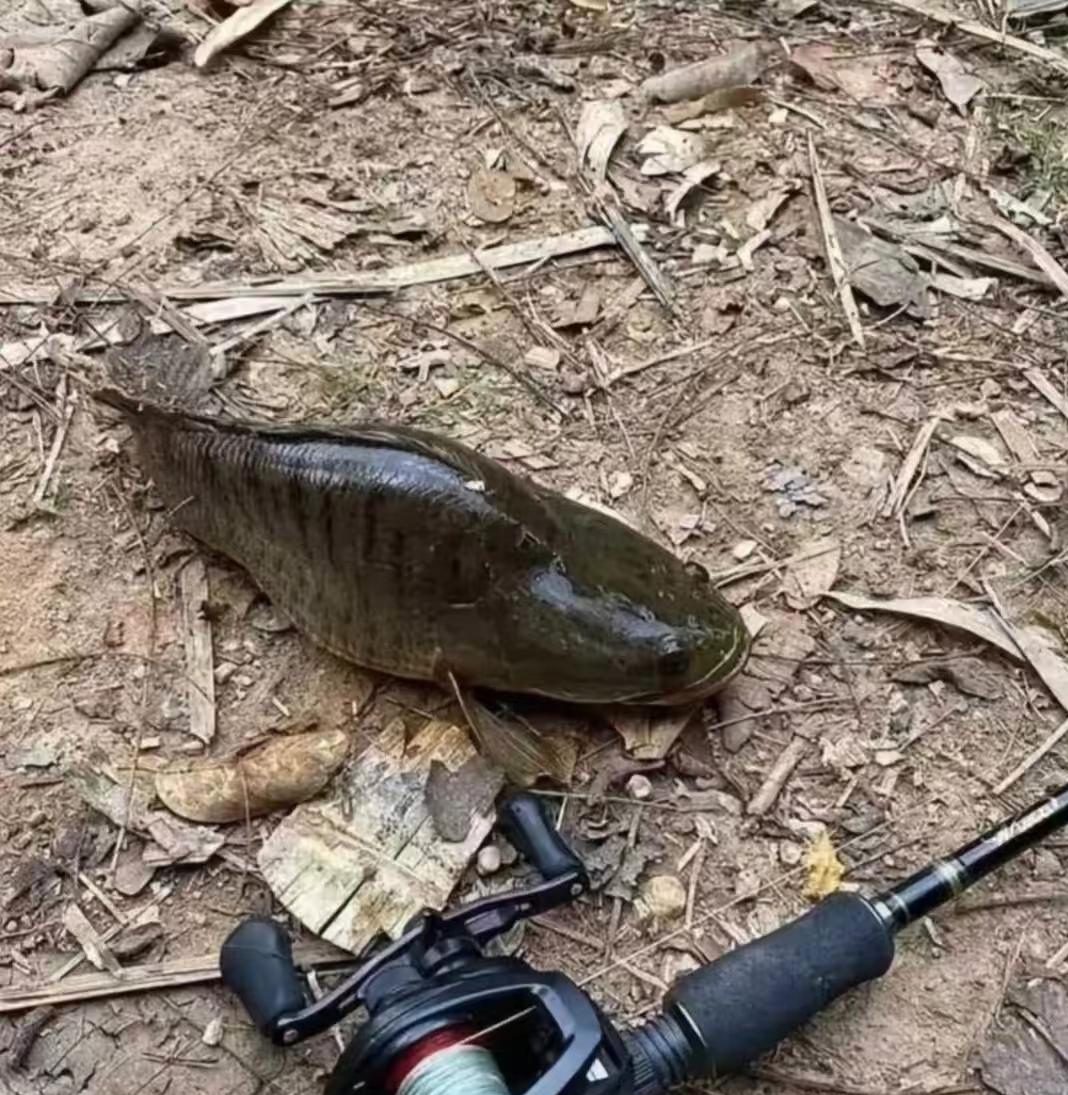 朋友去钓鱼,给我发来两张照片,我问老公,这是什么鱼,怎么那么大的脊背