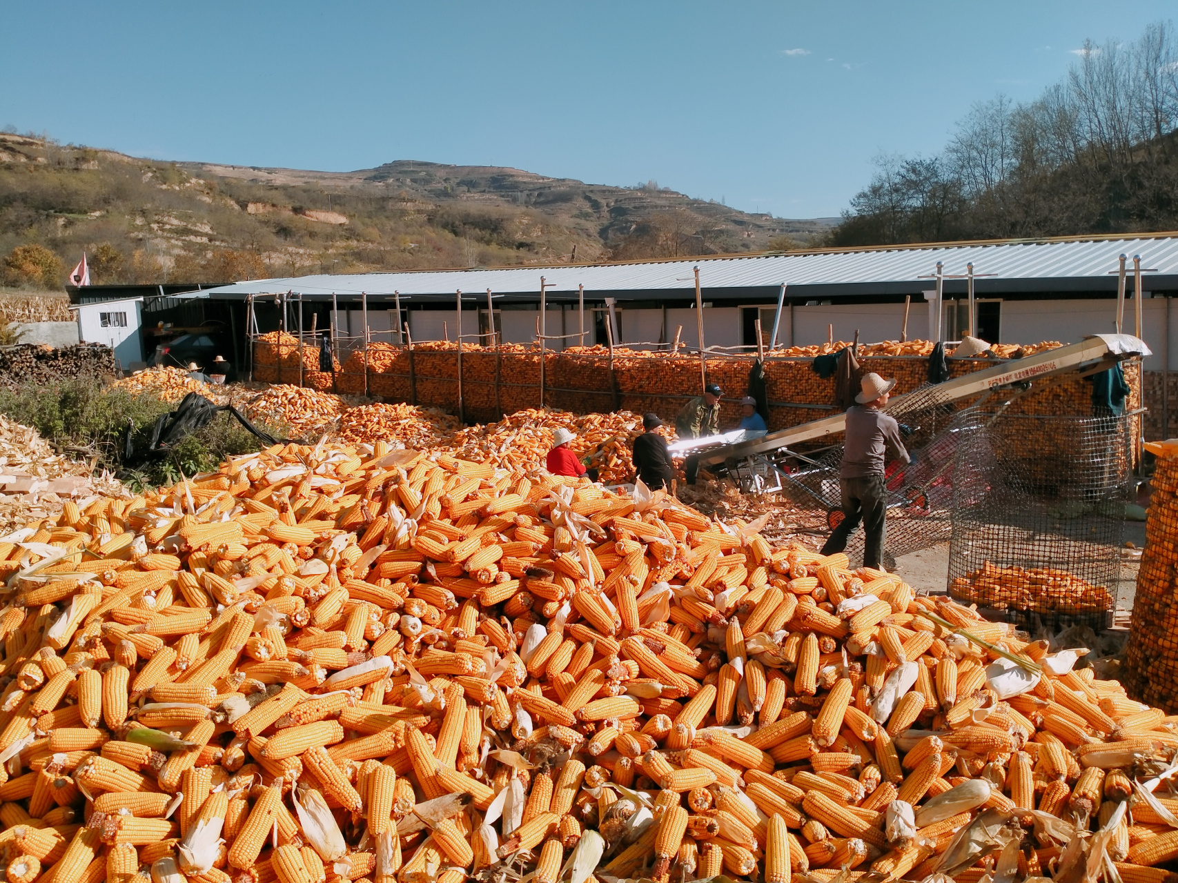 秋收图 农家小院捡秋忙,木叶萧萧别意长