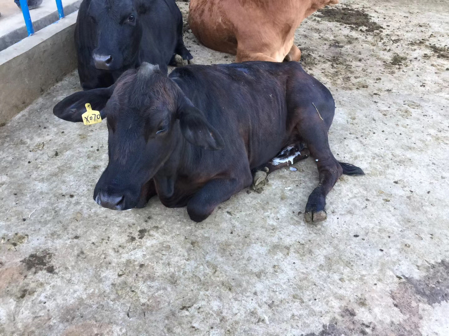 奶牛吃牛奶,自取其乳.