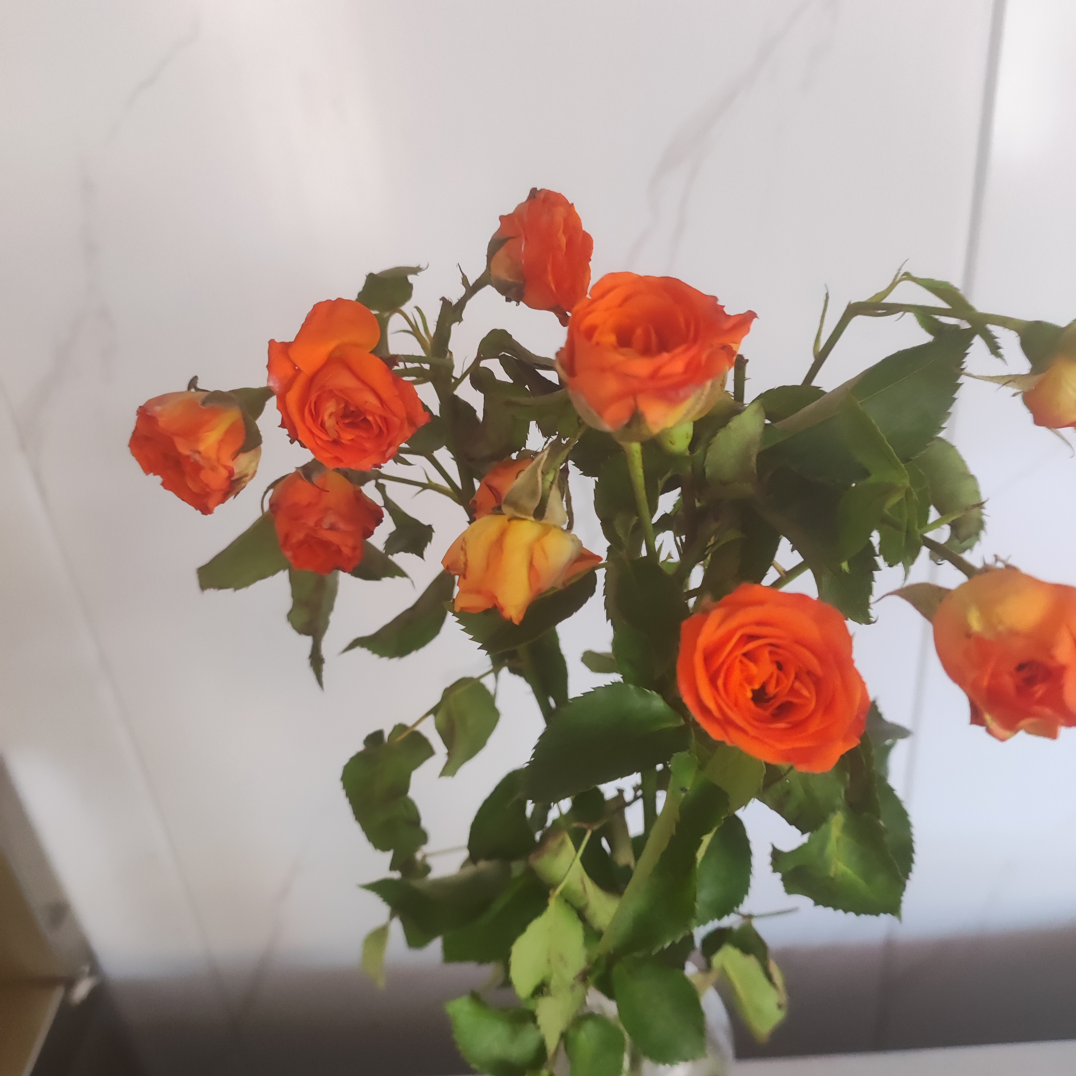 花花好美啊 蜜雪冰城串一起了