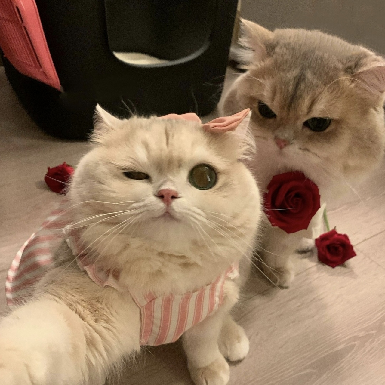 和可爱的人用可爱的情头#头像# #情侣头像# #动态流量挑战赛# #动态