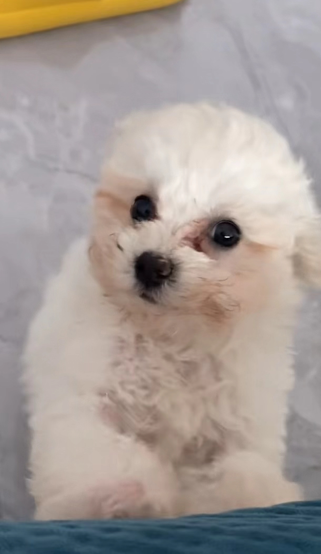 比熊狗狗一个月的变化 上个月开始到今天的变化!不到一个月!