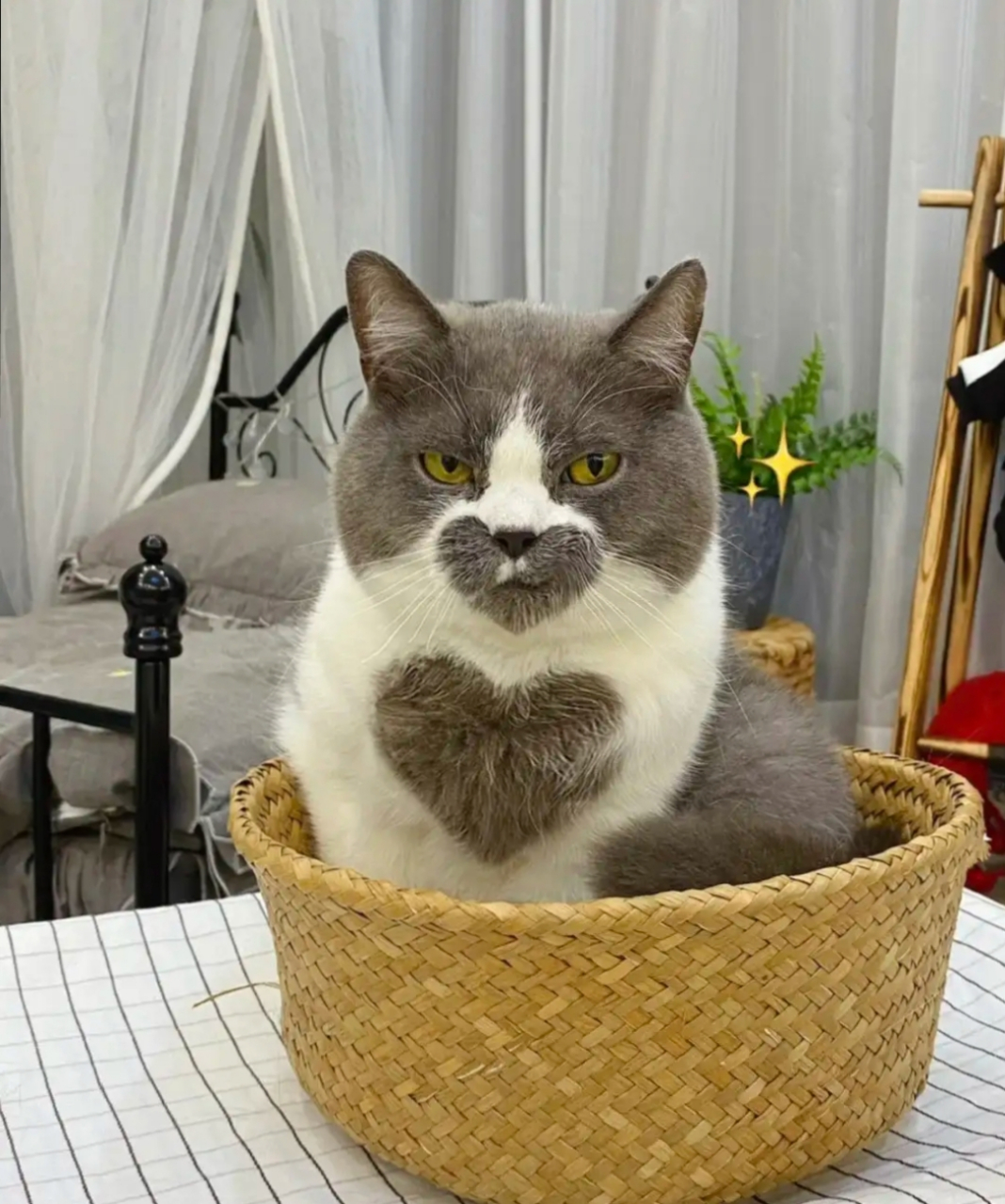 爱心猫咪,果然还是笑的时候更可爱!