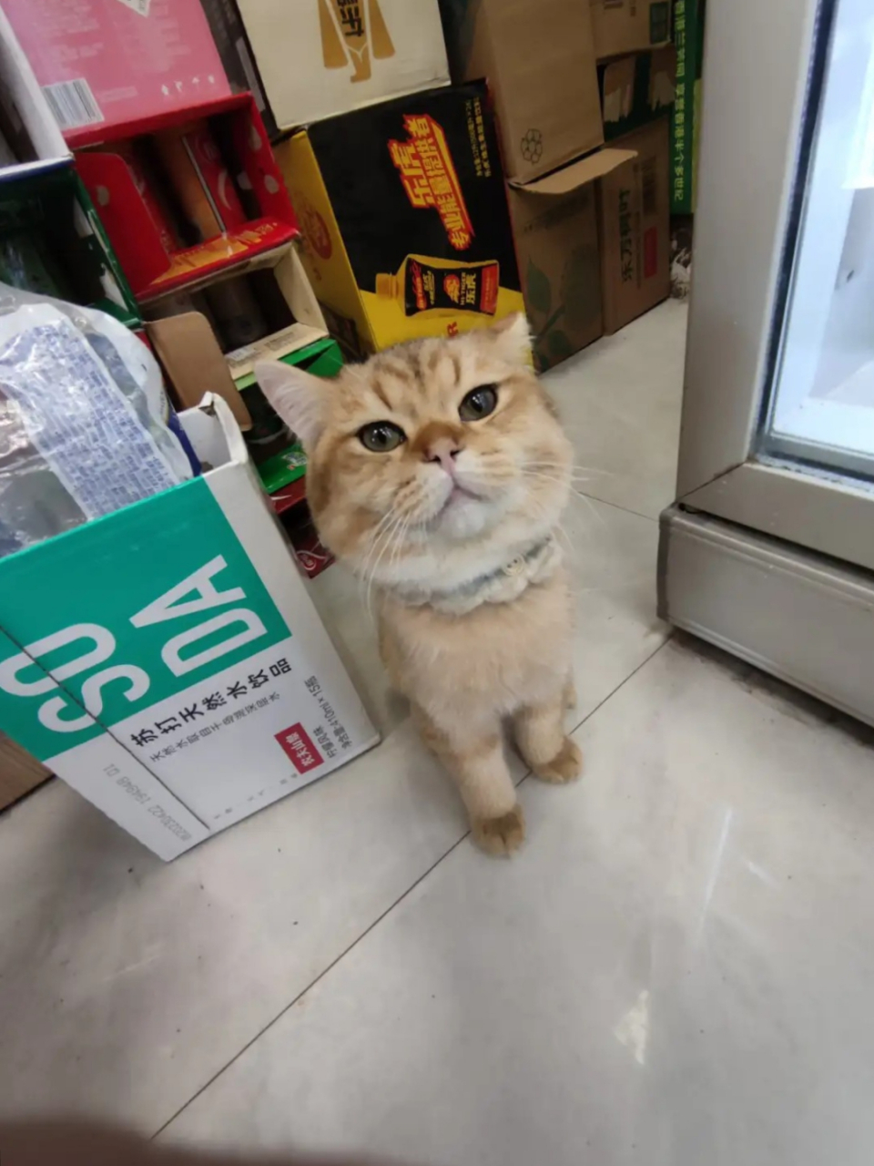 便利店看到的大头猫,差点没忍住笑出声![左捂脸][左捂脸][笑哭]